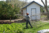 tree service arborist stump root thin lace shape palm crown reduction cut san diego professional licenced insured bonded affordable competitive bid quote work frond skin trim trimming prune consultation safety recommendation clearing removal leaves berries seeds cones flush maintenence yearly company referal discount healthy advise appraisal value view clearance sick educated business skinned flightless bark disease climb cleanup complete artistic crown