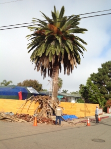 Encinitas, Canary Island Palm, Tree trimming, San Diego, south coast tree service